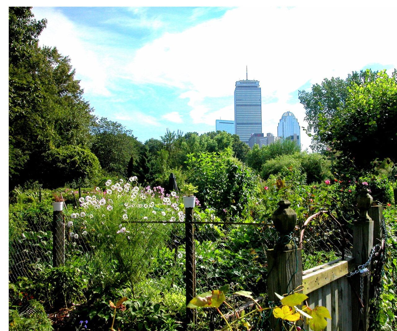 A lush community garden with blooming flowers and greenery—featured in Massachusetts Tourism Research Reports and Dashboards—is bordered by a fence, with tall city skyscrapers and blue sky visible in the background.