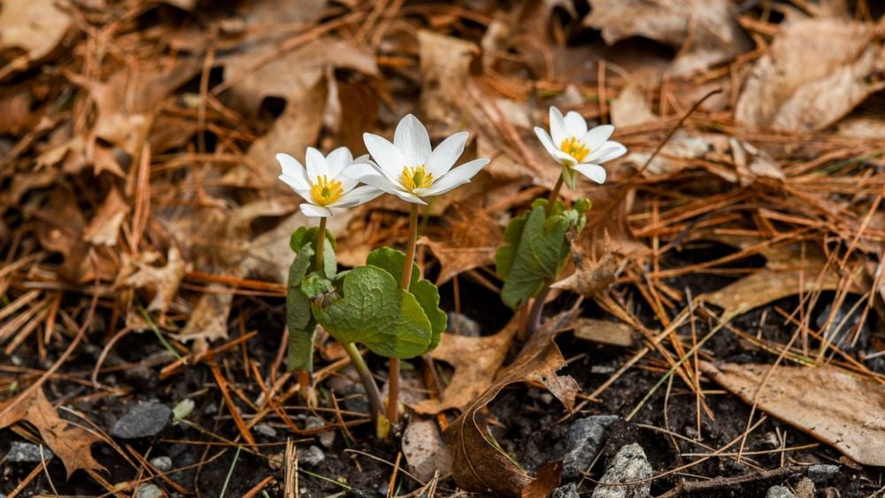 Bloodroot, credit New England Botanic Garden at Tower Hill via Facebook