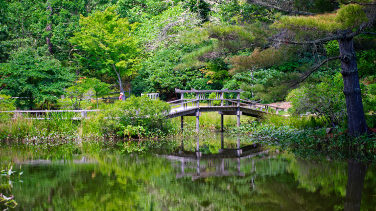 Garden view with bridge and water
