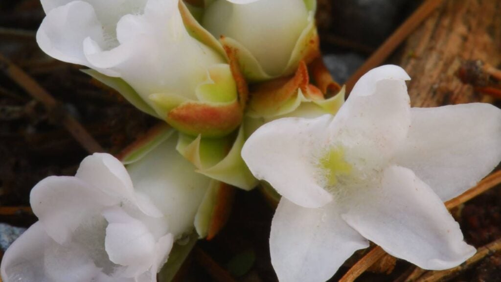 A close up of a bunch of white mayflowers.