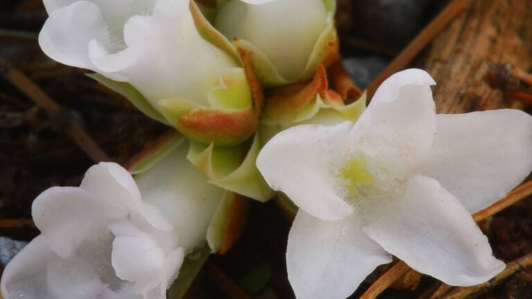 A close up of a bunch of white mayflowers.