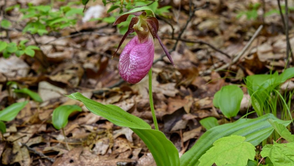 A single pink lady’s slipper orchid blooms in a forest, surrounded by green leaves and brown fallen leaves—one of the Seven Spring Blooms You Will See Everywhere in Worcester.