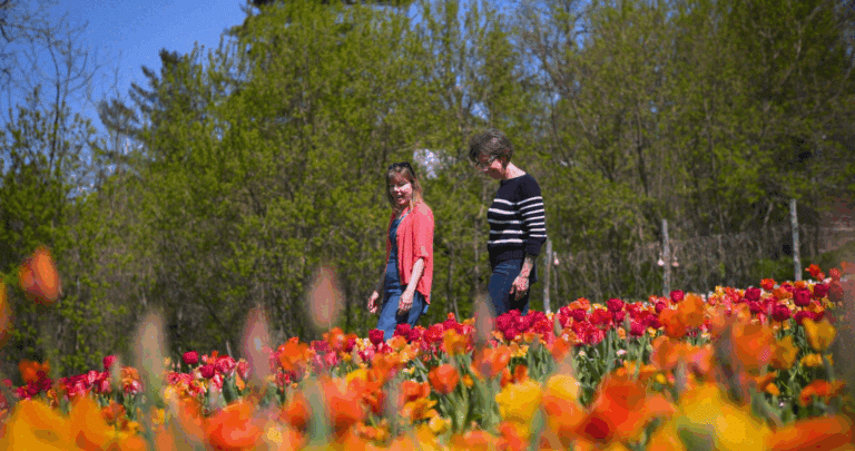 Two people walk through a field of tulips in Stockbridge at the Naumkeag Tulip Festival.