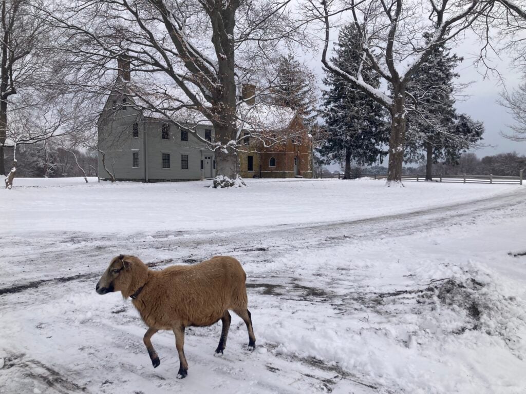 A lamb strolls across a field covered in white snow in Hancock Shaker Village.
