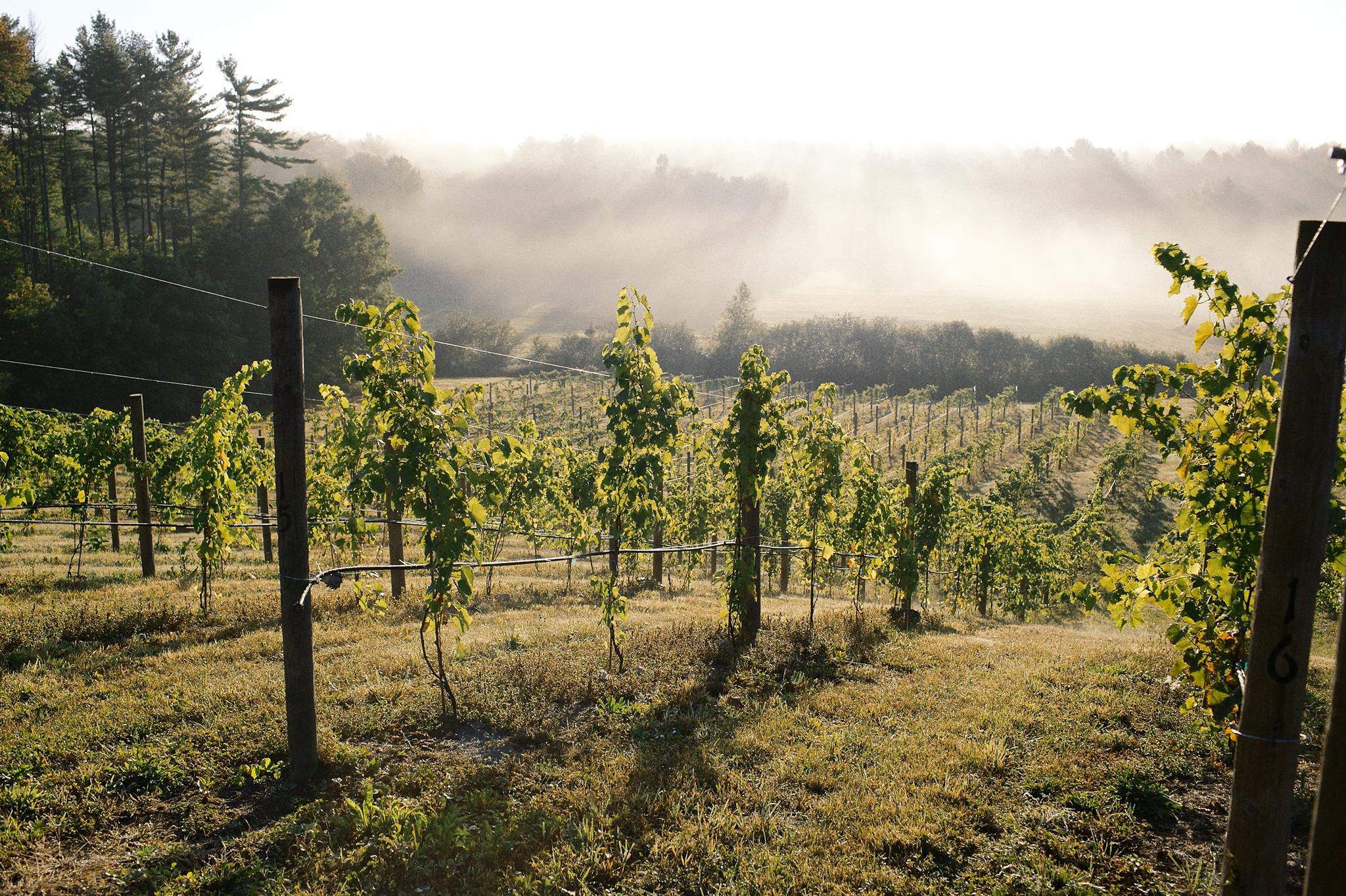 Rows of grapevines grow on a gently sloping hillside vineyard, part of the scenic Massachusetts Wine & Cheese Trails, with morning sunlight streaming through mist and trees in the background. The scene is lush and serene.