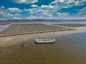 Cape Cod Oyster Company, Barnstable, MA