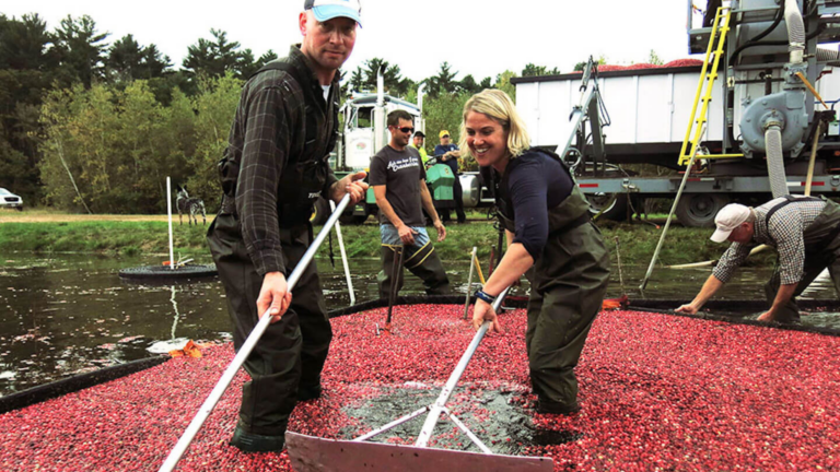 A couple harvests cranberries in a bog.