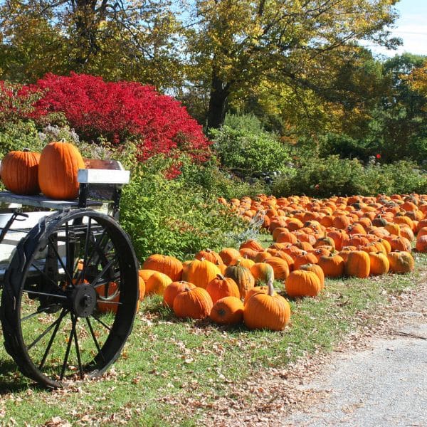 A cart full of pumpkins stands beside a large MOTT display of pumpkins on the grass, with vibrant red bushes and green trees in the background on a sunny autumn day, perfect for your Ma Homepage.