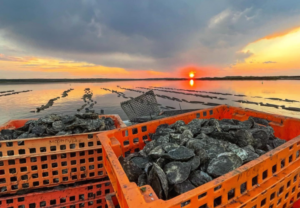 The Channel Rock Oyster Farm, Barnstable Harbor, MA