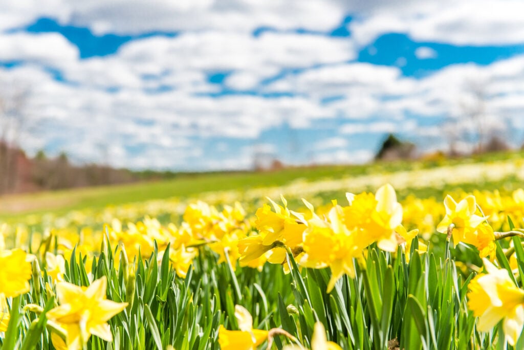 Daffodils against a clear blue sky. Photo by New England Botanic Garden at Tower Hill
