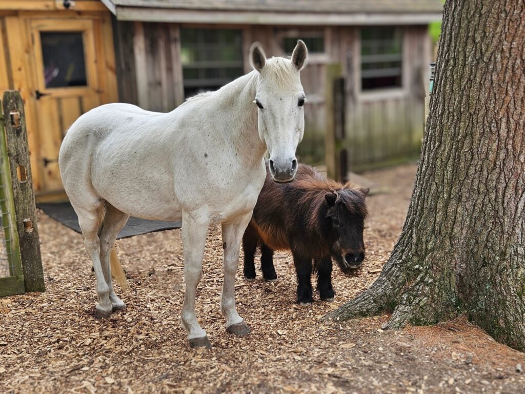 Two miniature horses at Winslow Farm Animal Sanctuary, Norton via Facebook