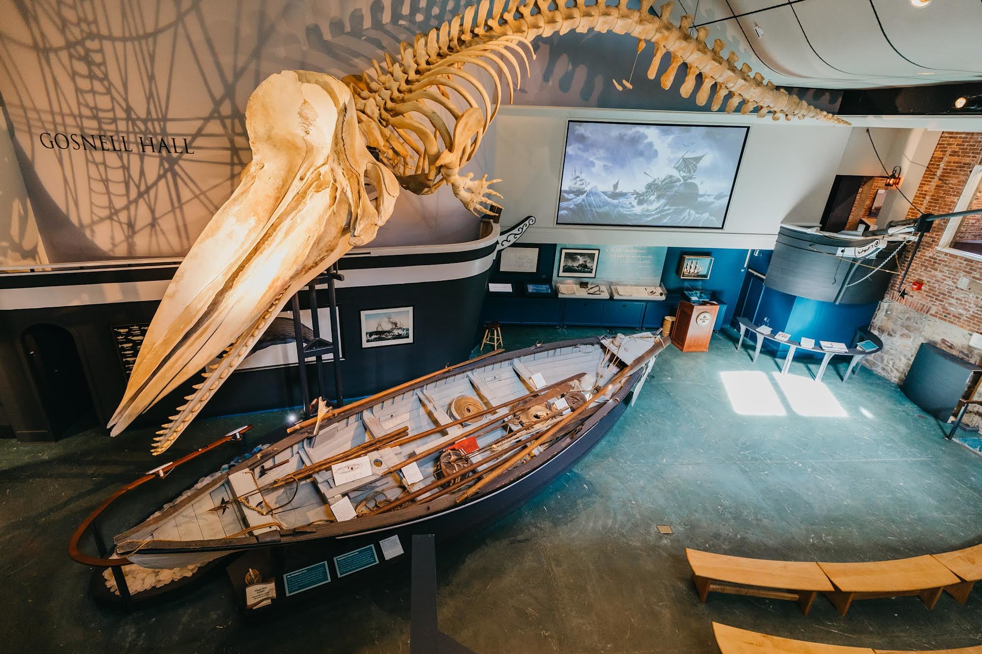 A whale skeleton above an exhibit of a wooden canoe.