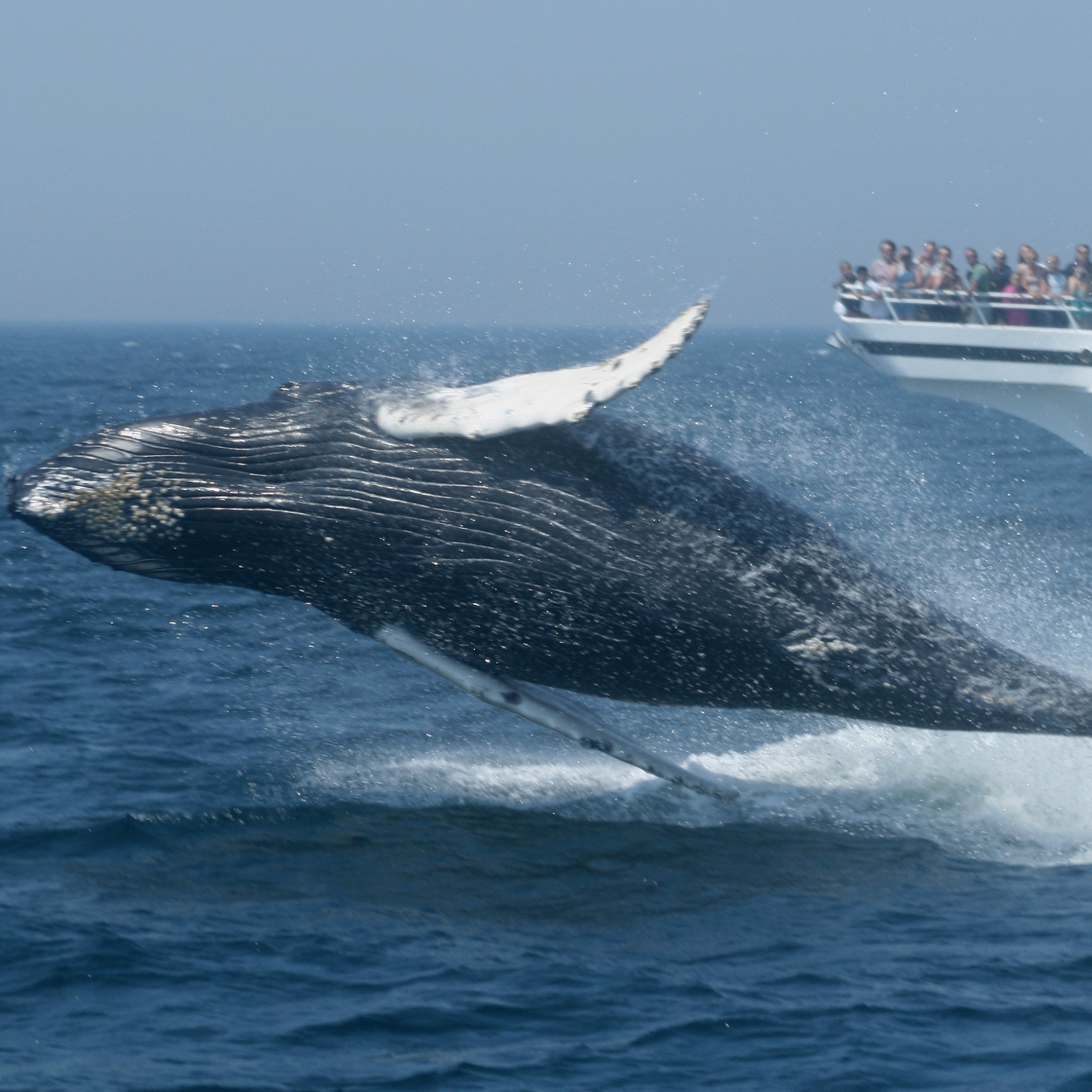 A whale jumps out of the ocean with a boat of spectators in the background.