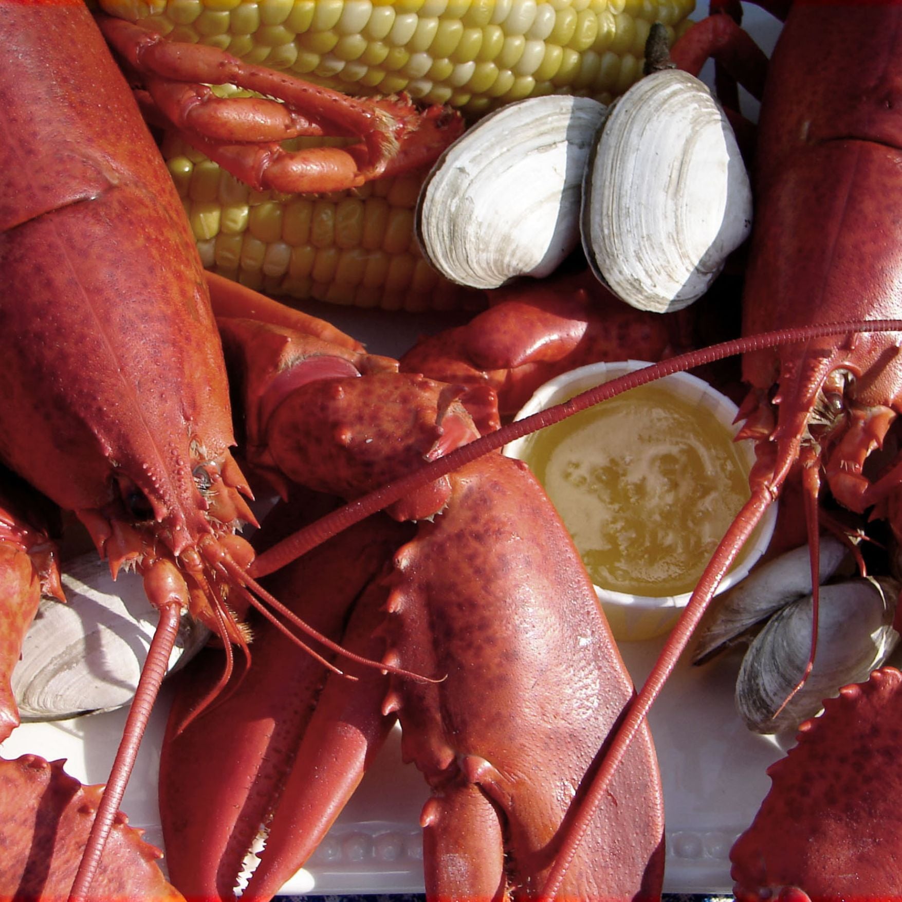 Red cooked lobsters with a cup of butter and corn on the cob.