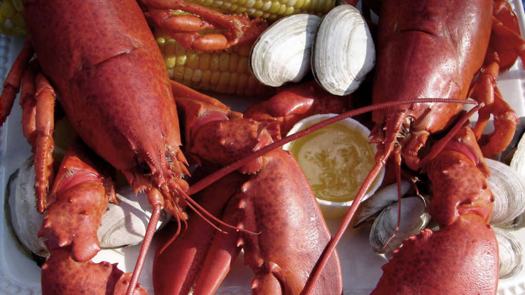 Two cooked lobsters surrounded by clams, corn on the cob, and a small cup of melted butter on a plate, ready to eat.