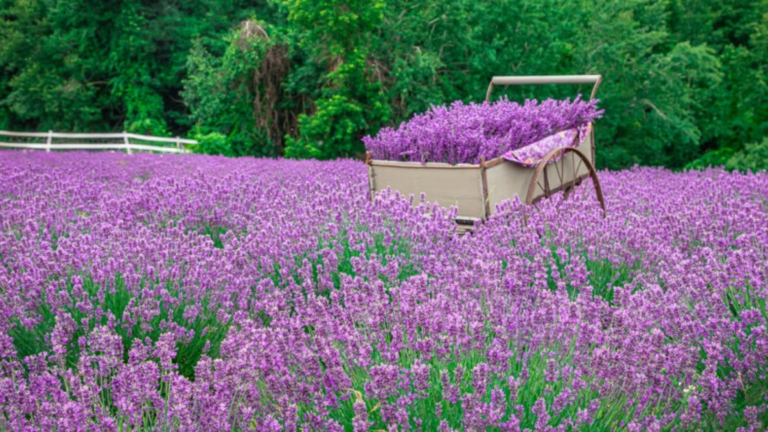 A wheelbarrow filled with freshly cut lavender sits in the middle of a vibrant lavender field, surrounded by blooming purple flowers and lush green trees in the background.